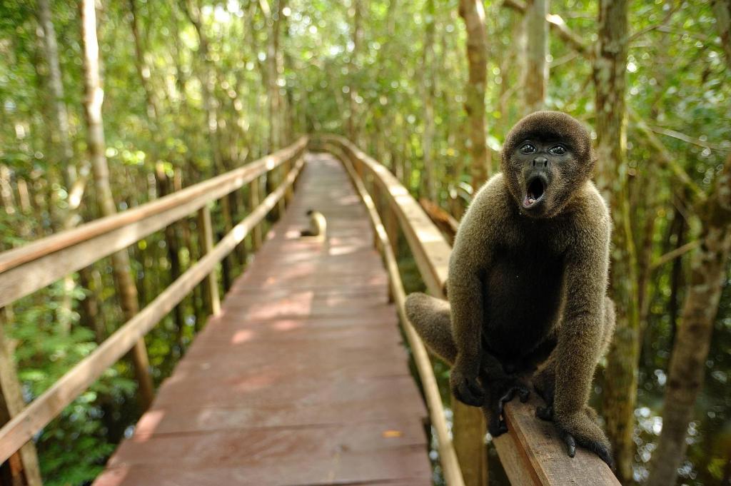 Juma Amazon Lodge Autazes Exterior foto